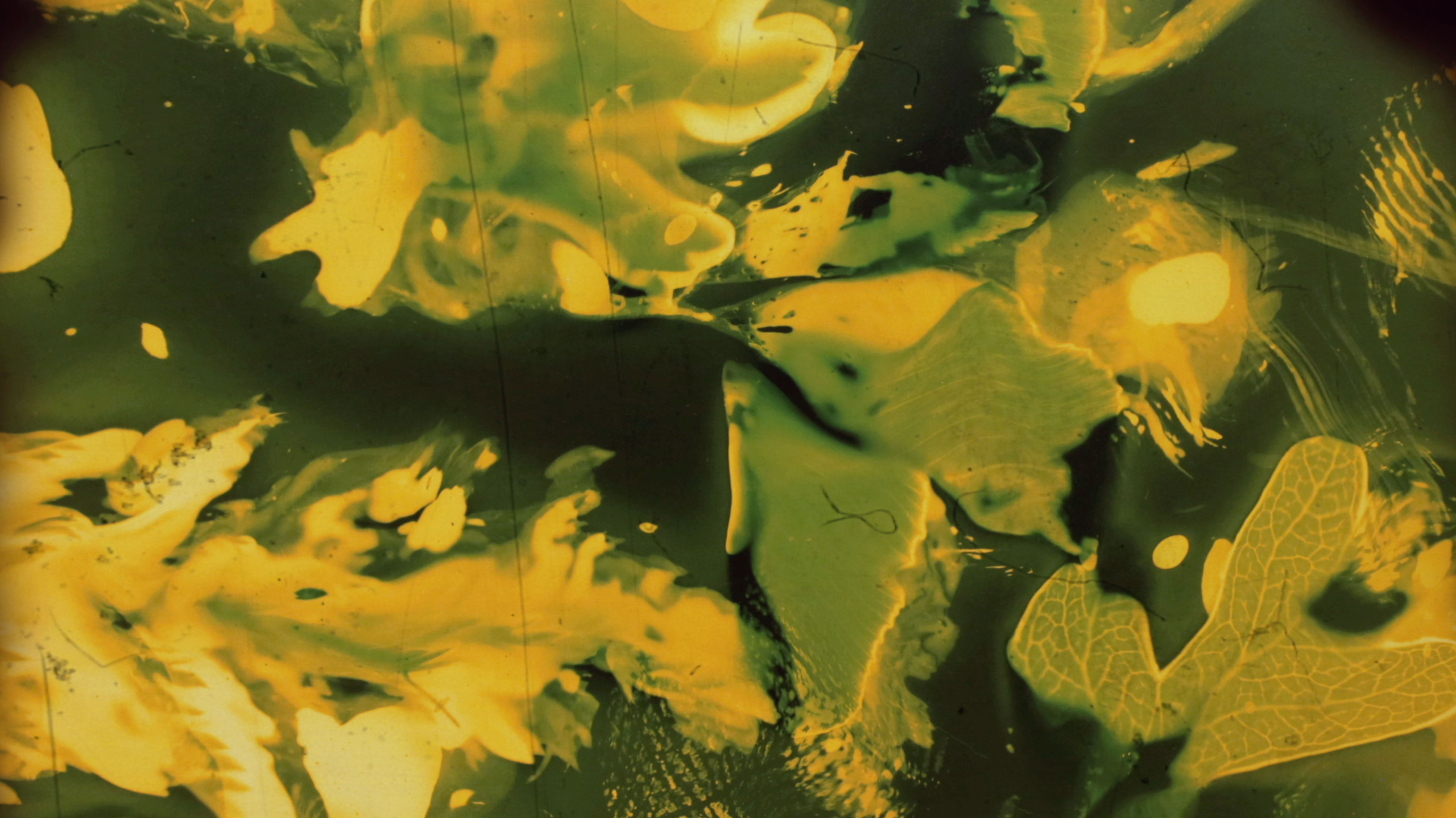 Maarja Nuut ' A FEAST' - HART OF THE WOOD VISUAL