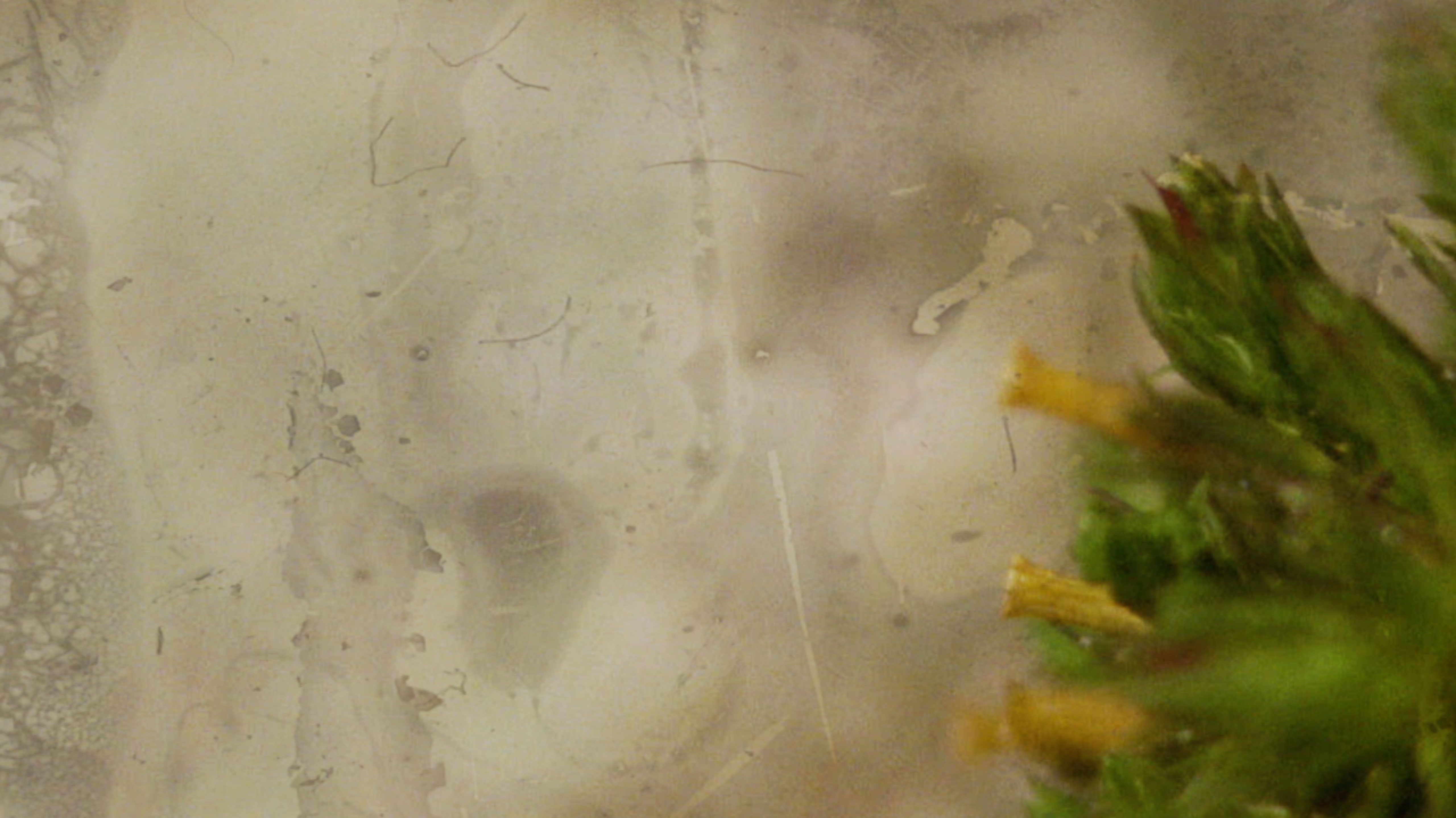 Maarja Nuut ' A FEAST' - HART OF THE WOOD VISUAL