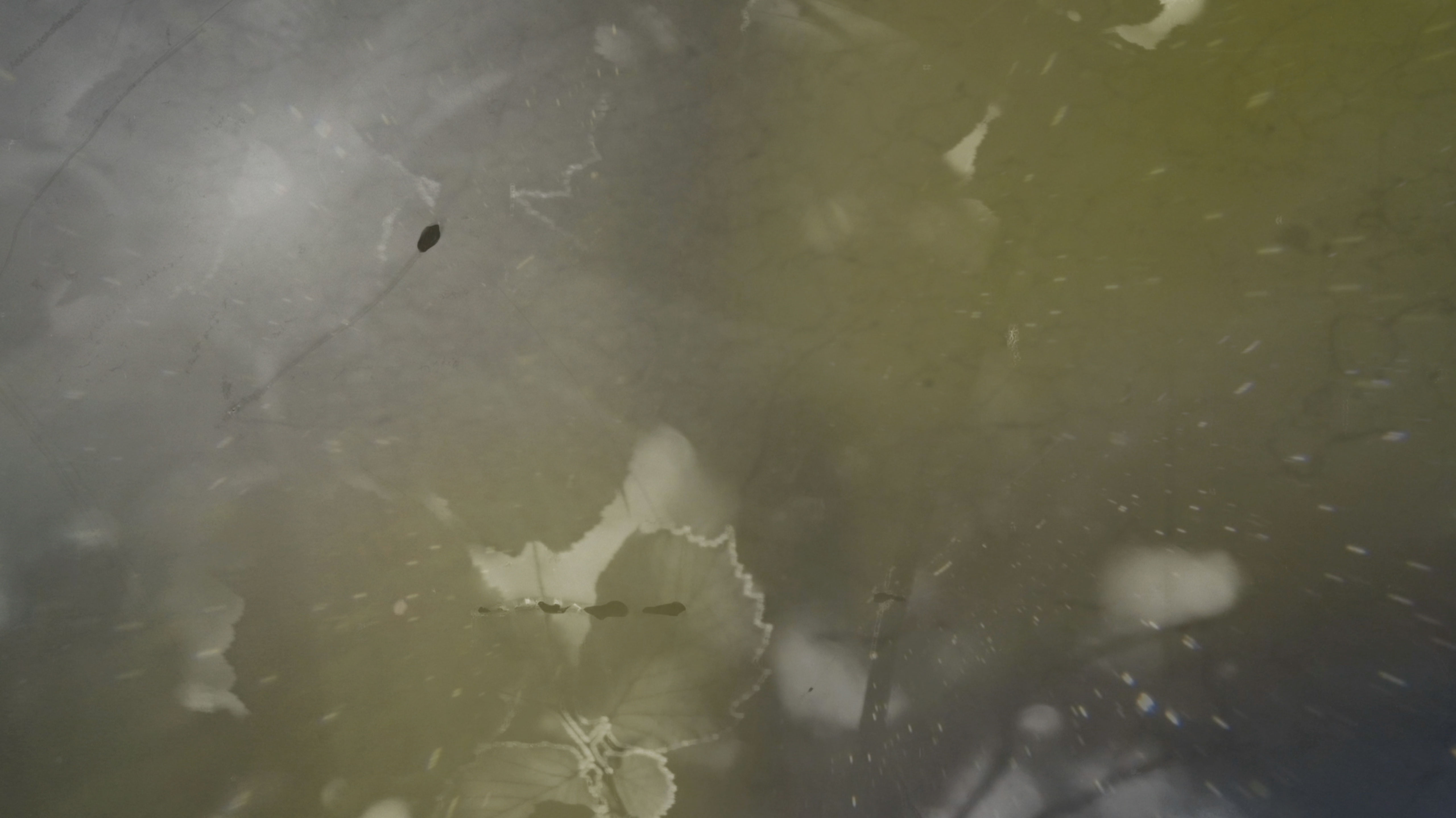 Maarja Nuut ' A FEAST' - HART OF THE WOOD VISUAL